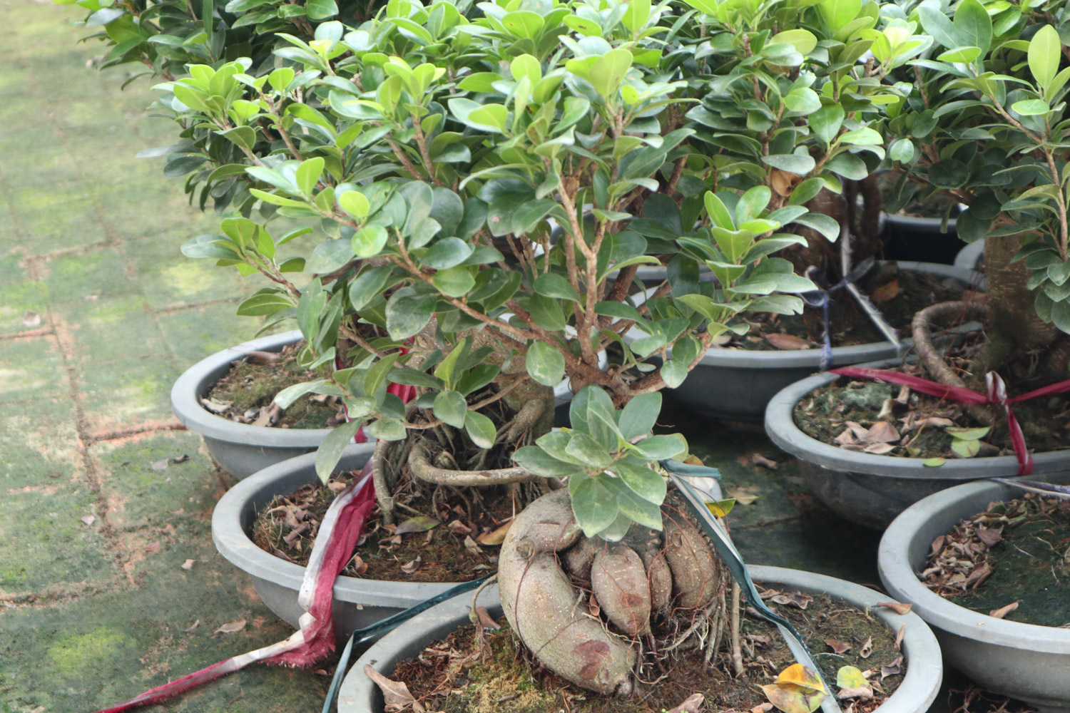 Ficus microcarpa