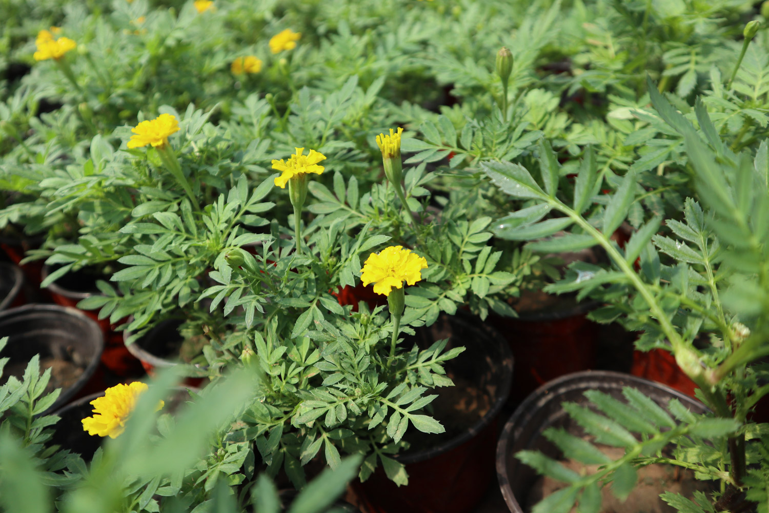 southern cone marigold