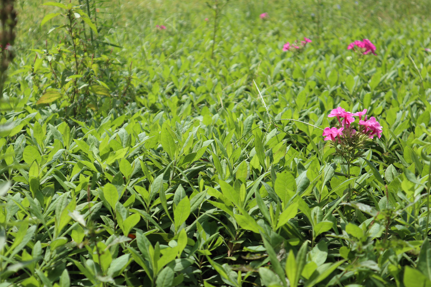 dianthus