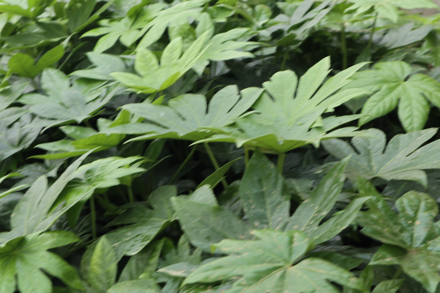 Fatsia japonica