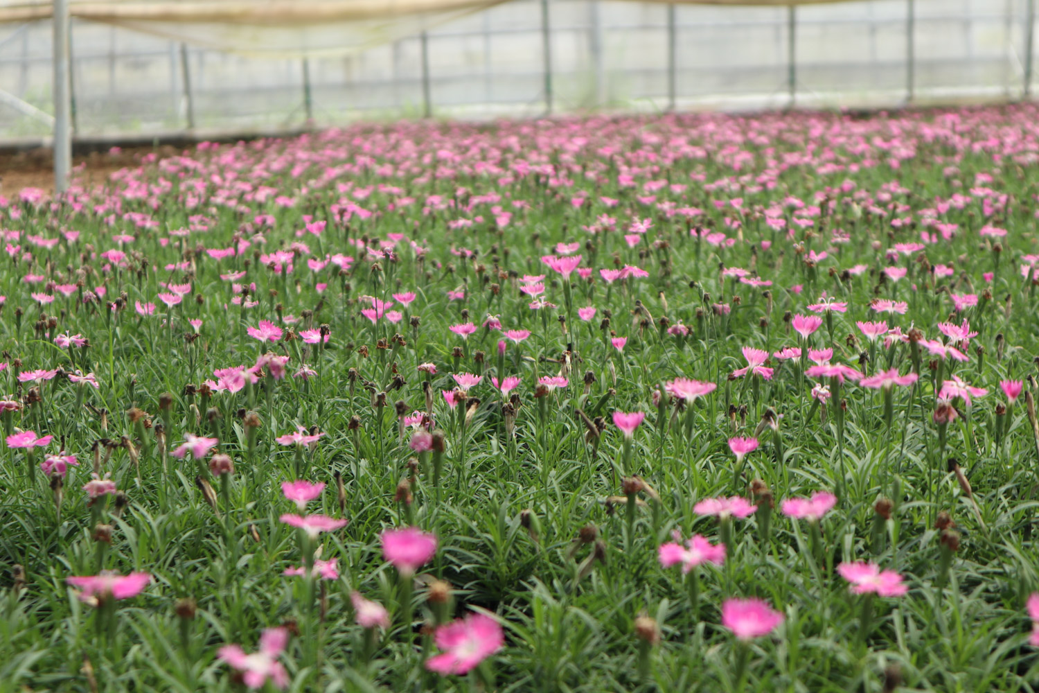 dianthus