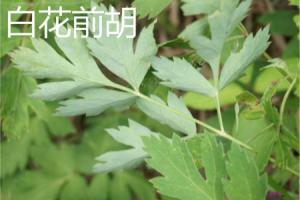 The difference between white flower Peucedanum and hairy Peucedanum