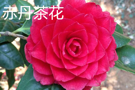 The difference between 18 bachelor camellia and Chidan Camellia