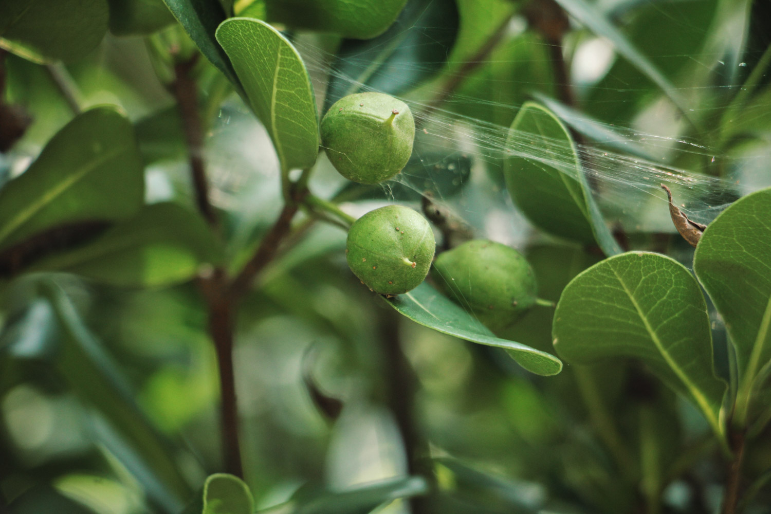 pittosporum tobira