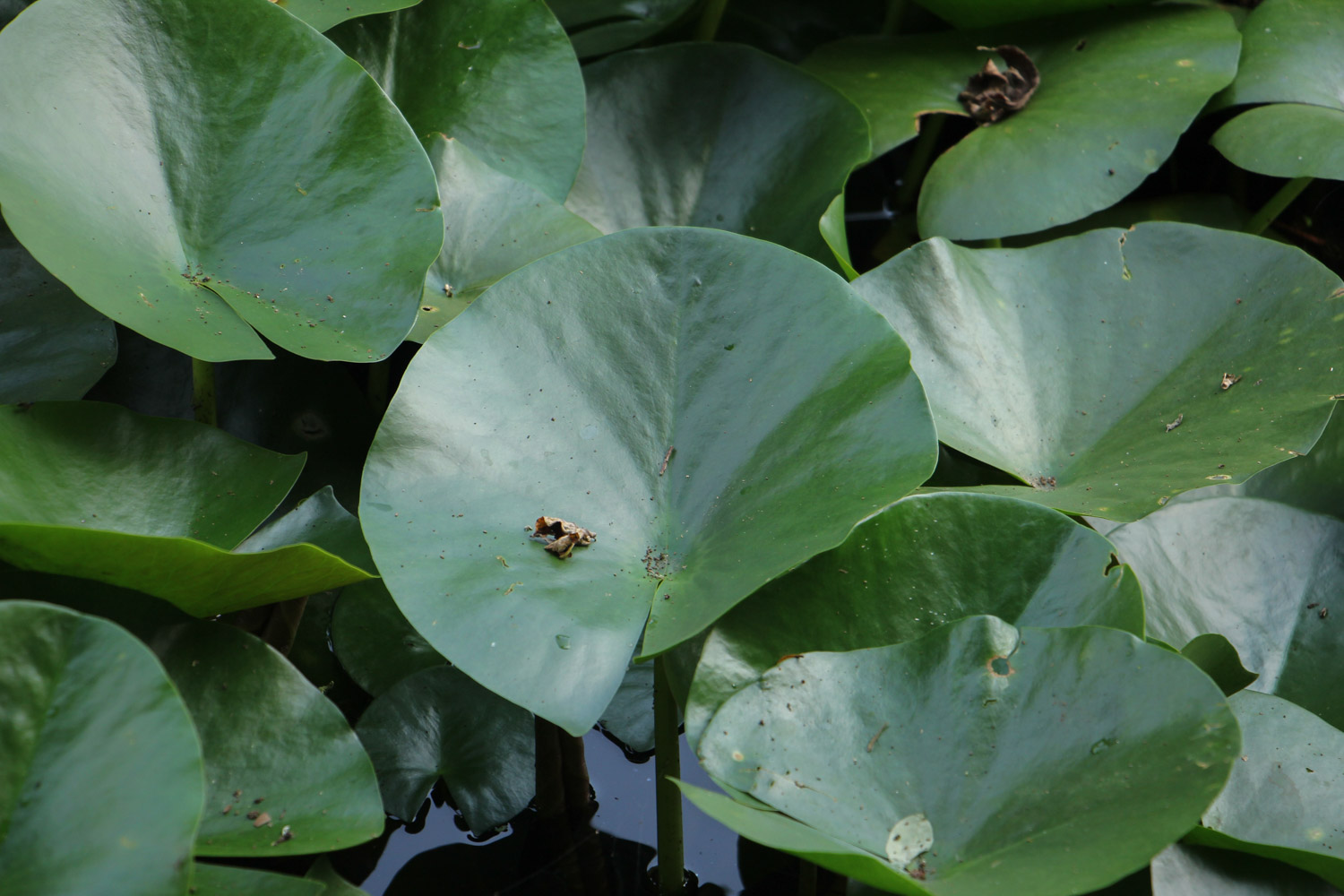 Water lilies