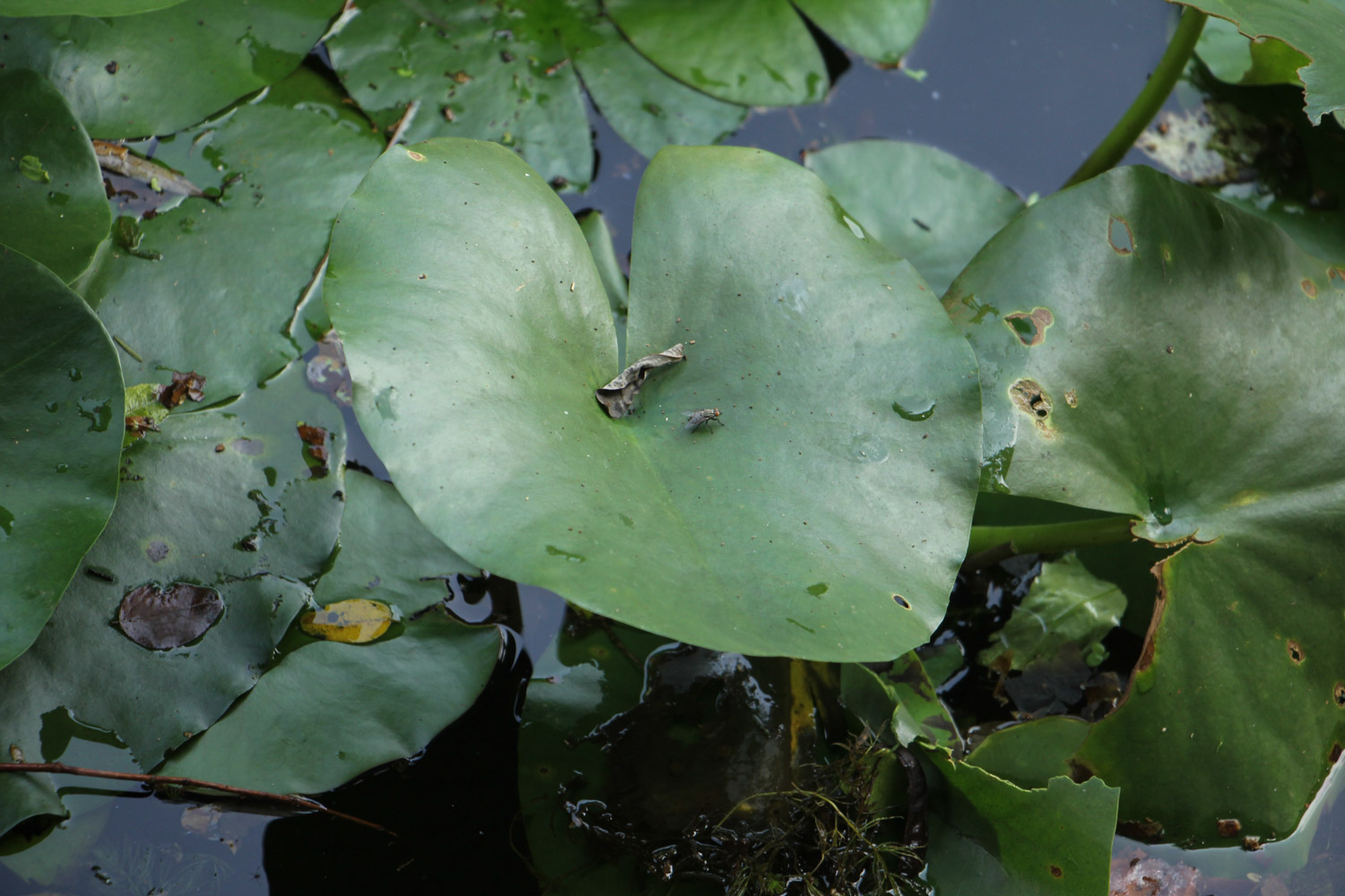 Water lilies