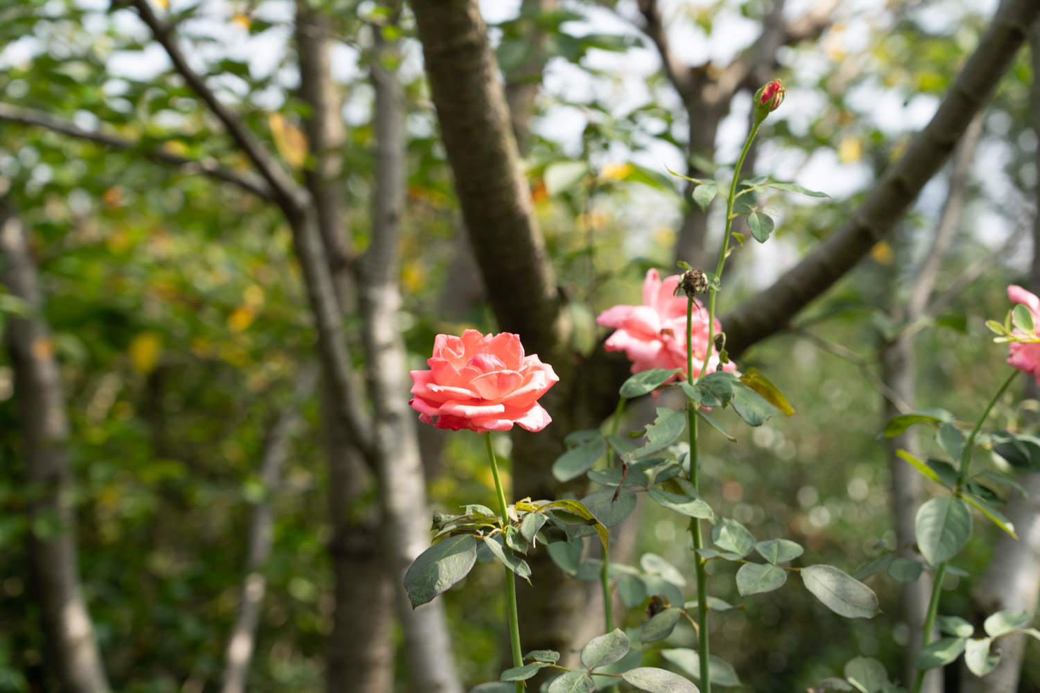 chinese rose