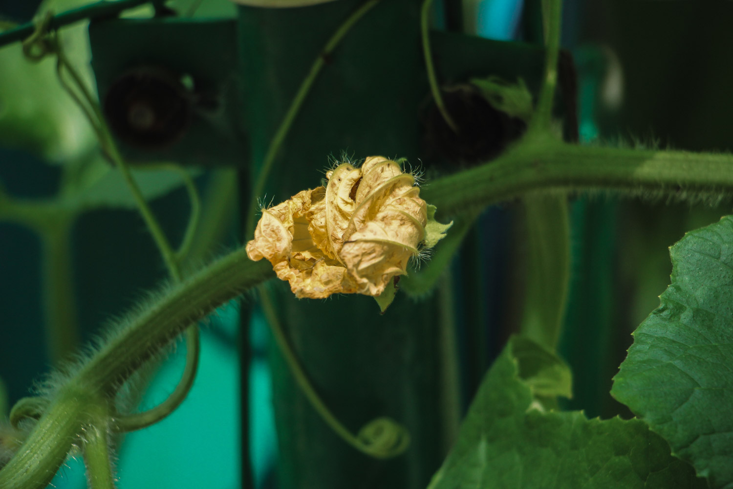 Towel gourd