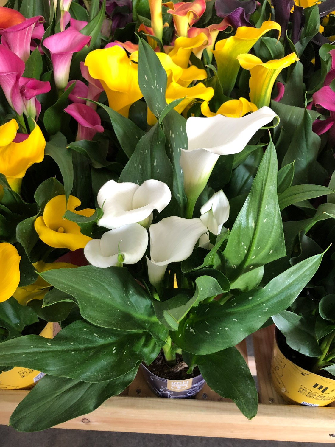 calla lily 