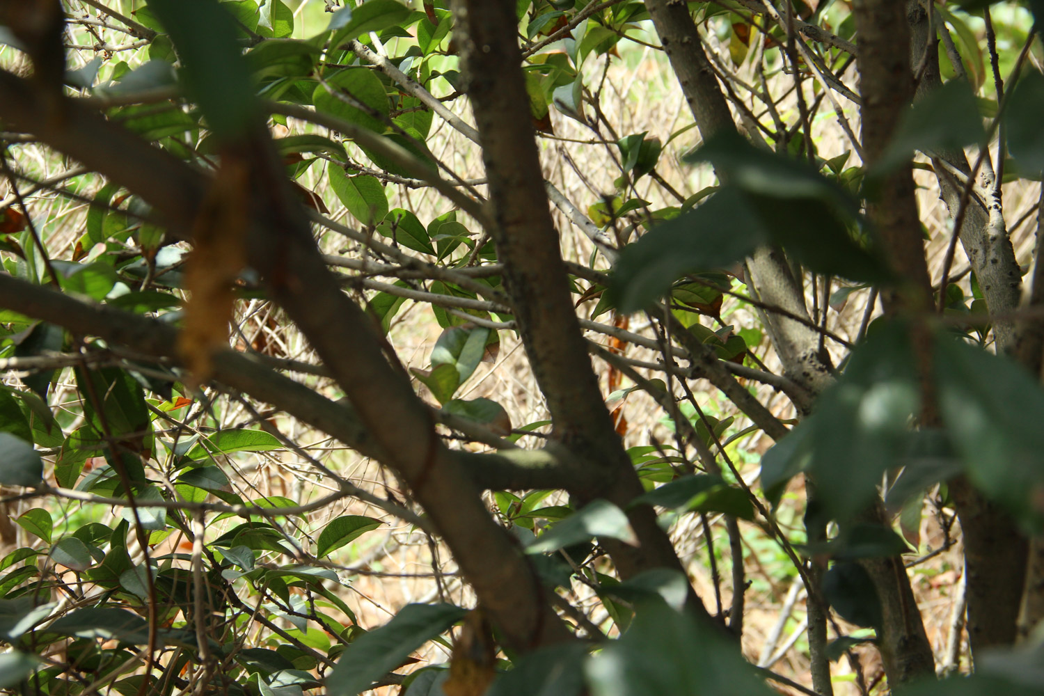 sweet-scented osmanthus