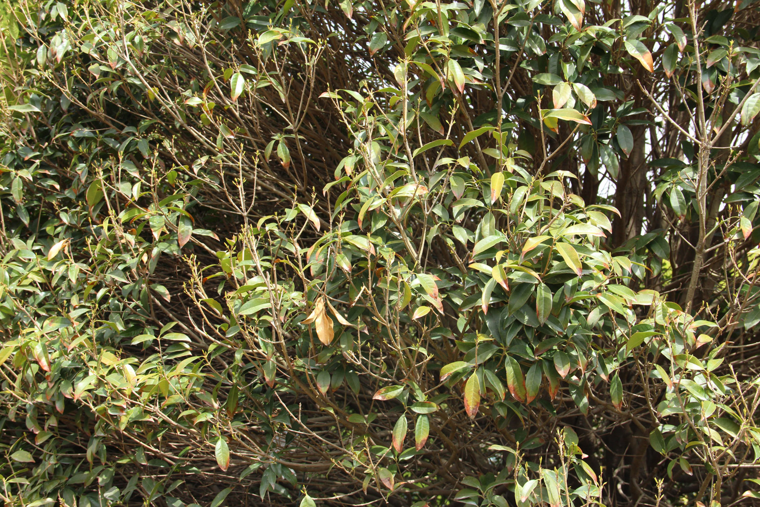 sweet-scented osmanthus