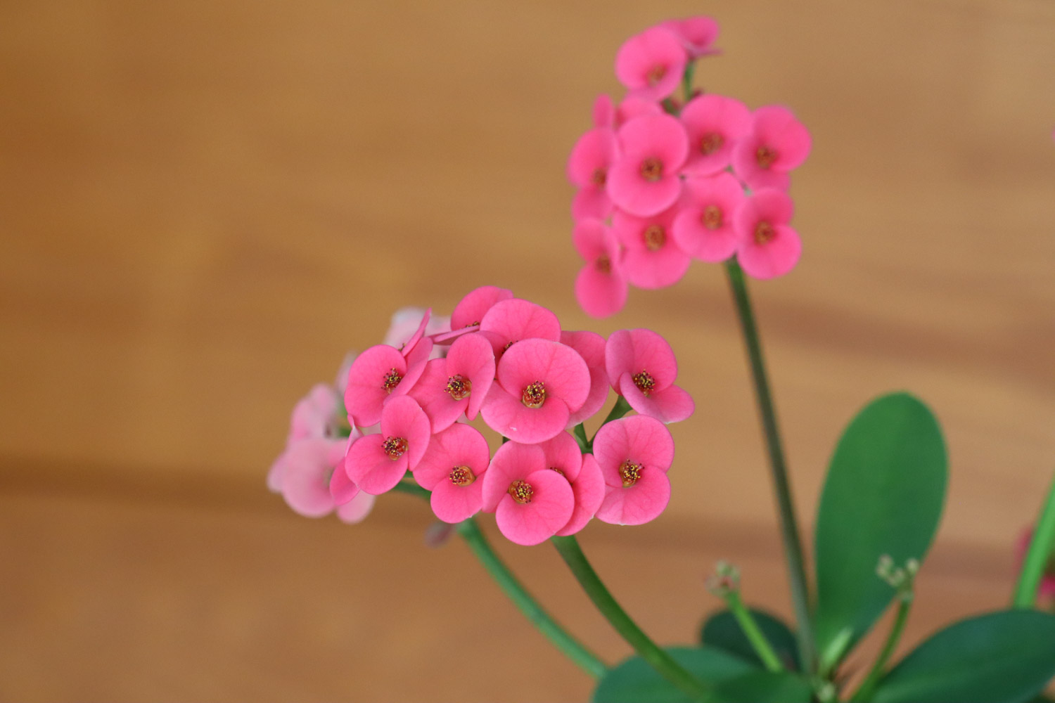 crown-of-thorns euphorbia