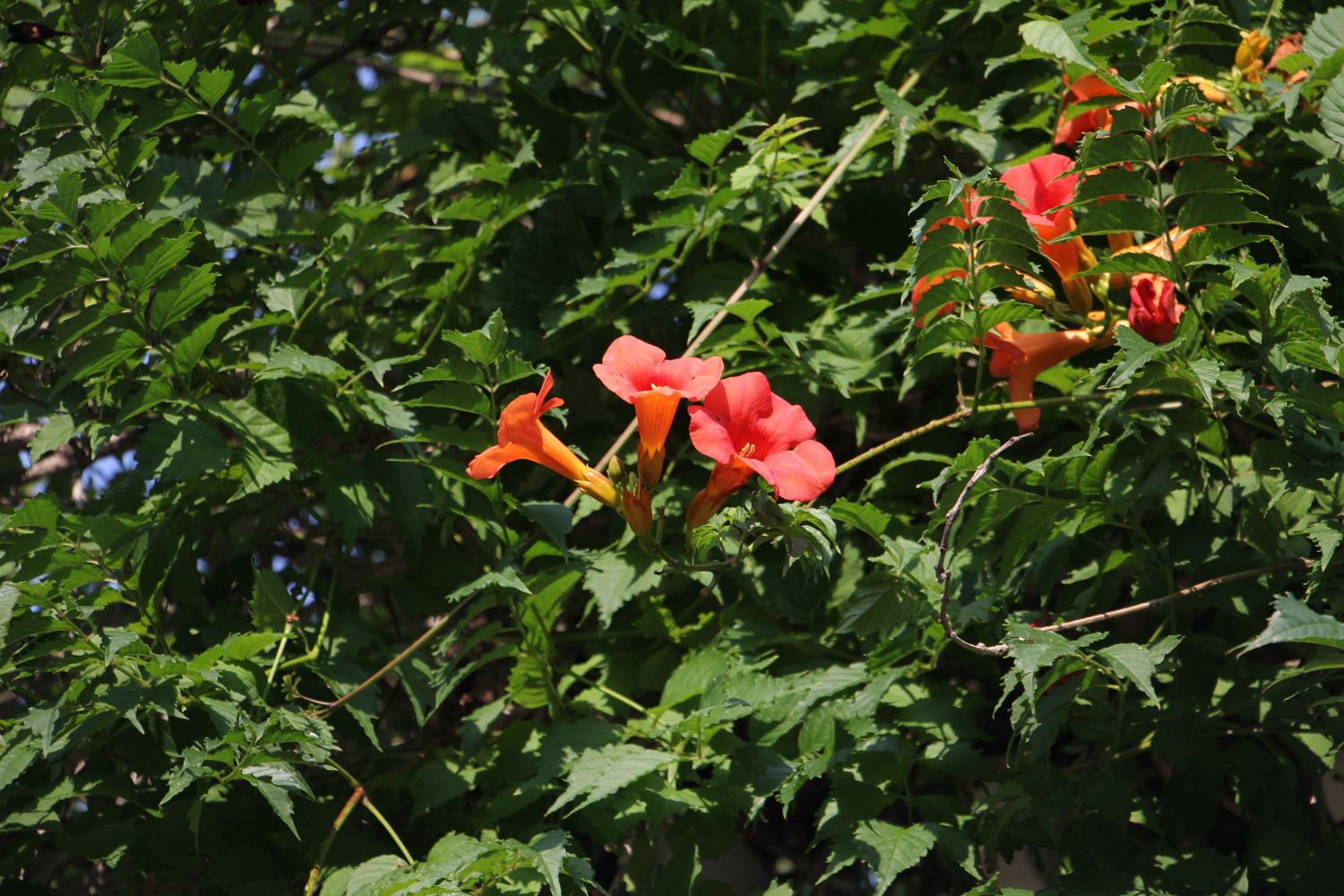 Chinese trumpet creeper