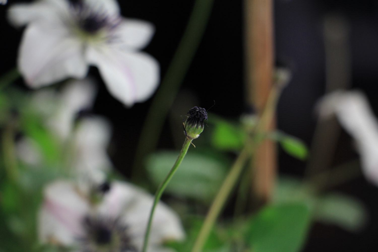 Clematis