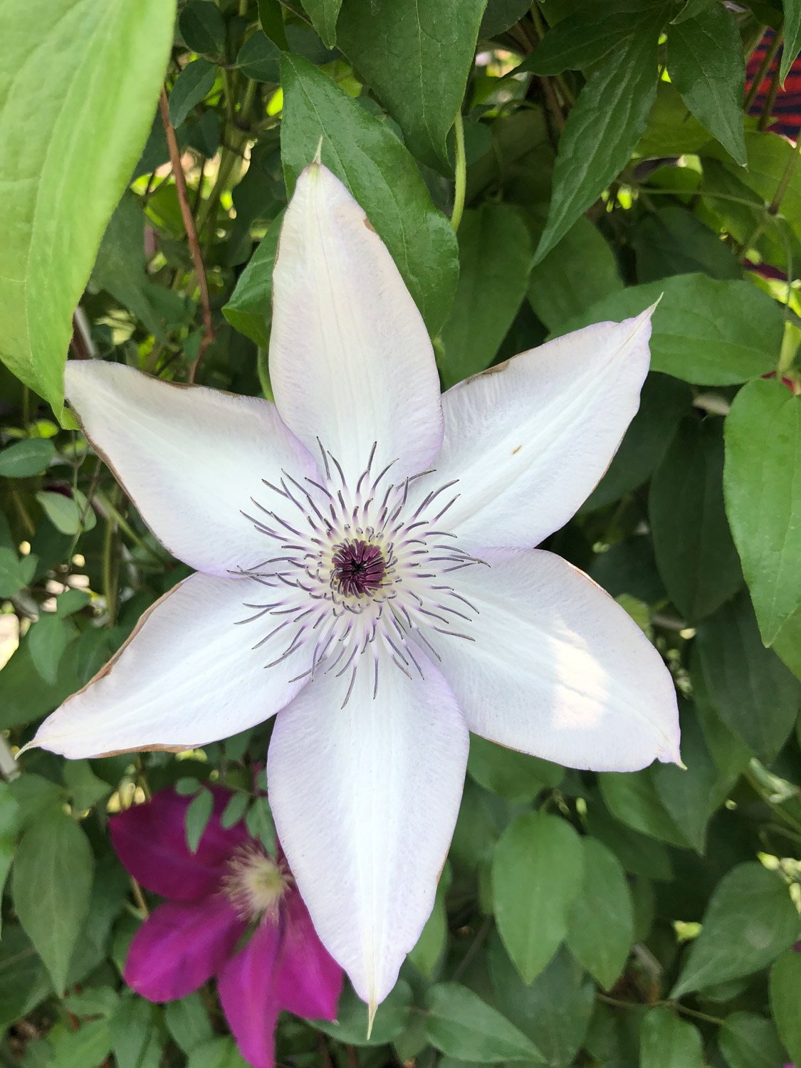 Clematis