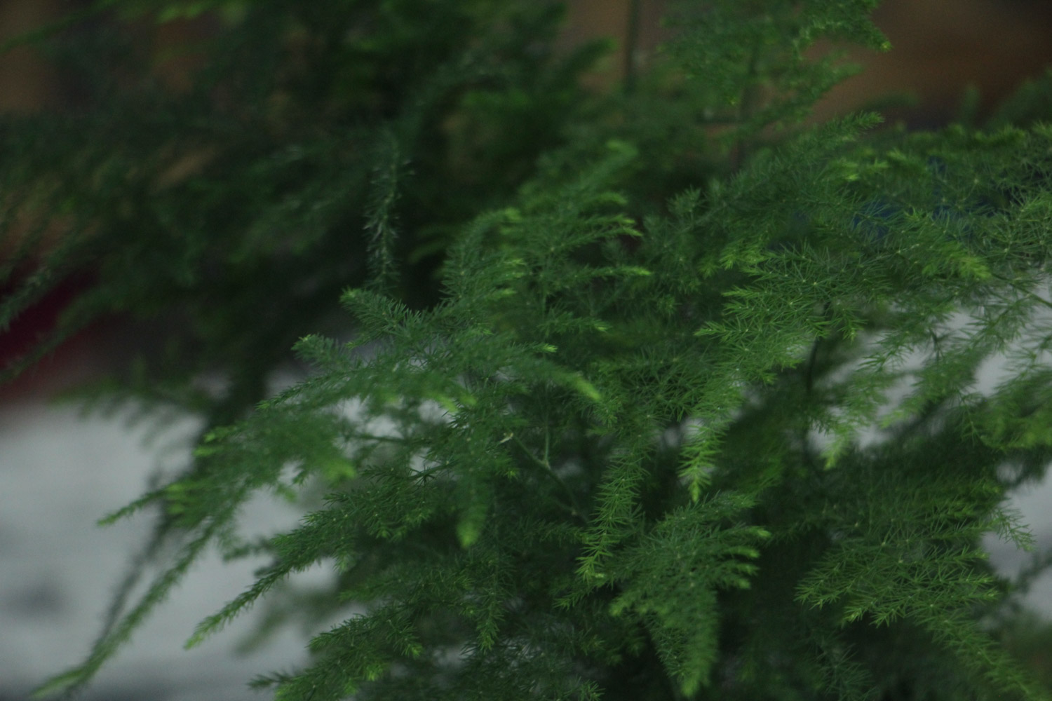 asparagus fern