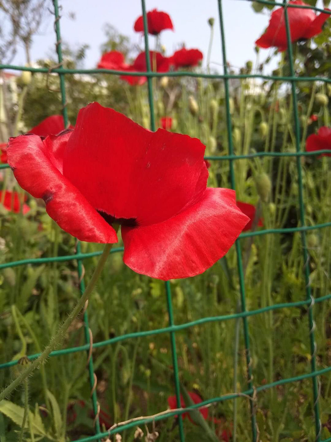 corn poppy