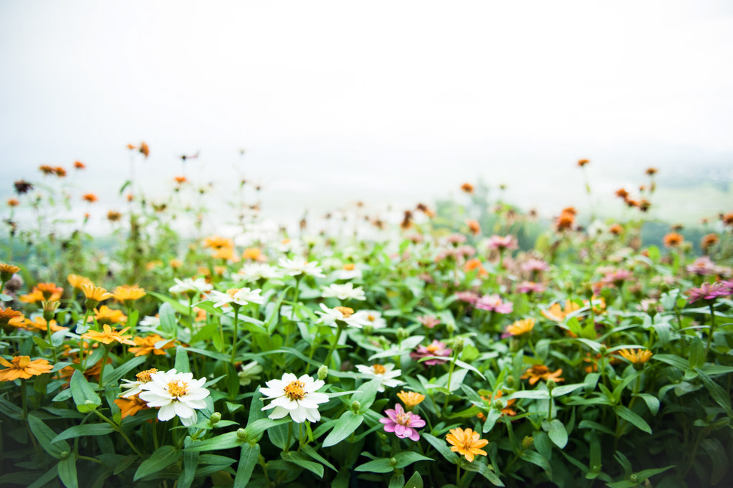 Zinnia