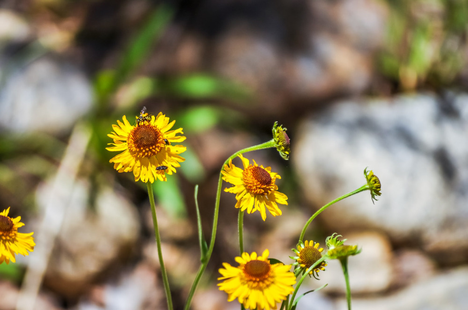 Chrysanthemum