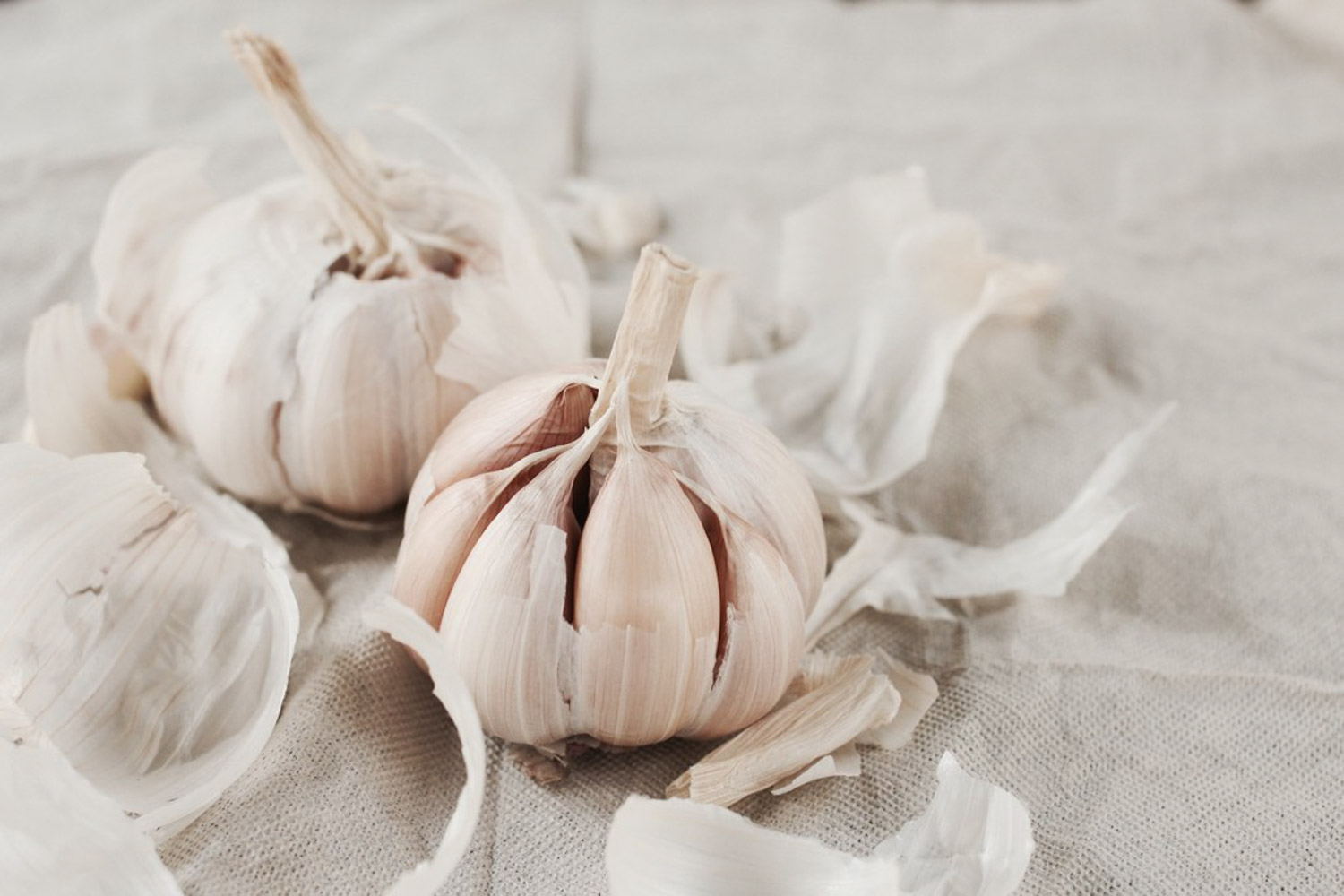 garlic