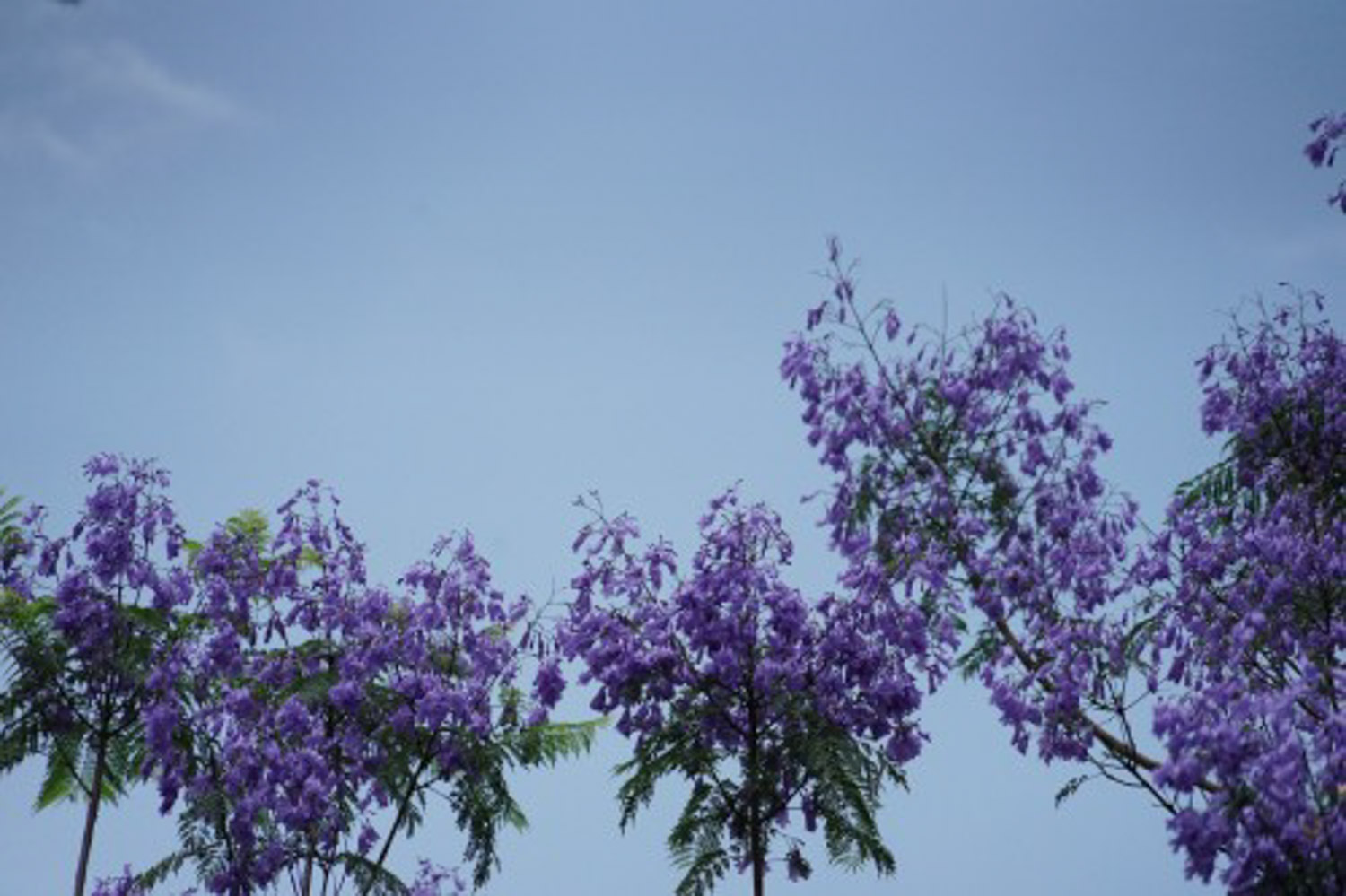 Jacaranda mimosifolia