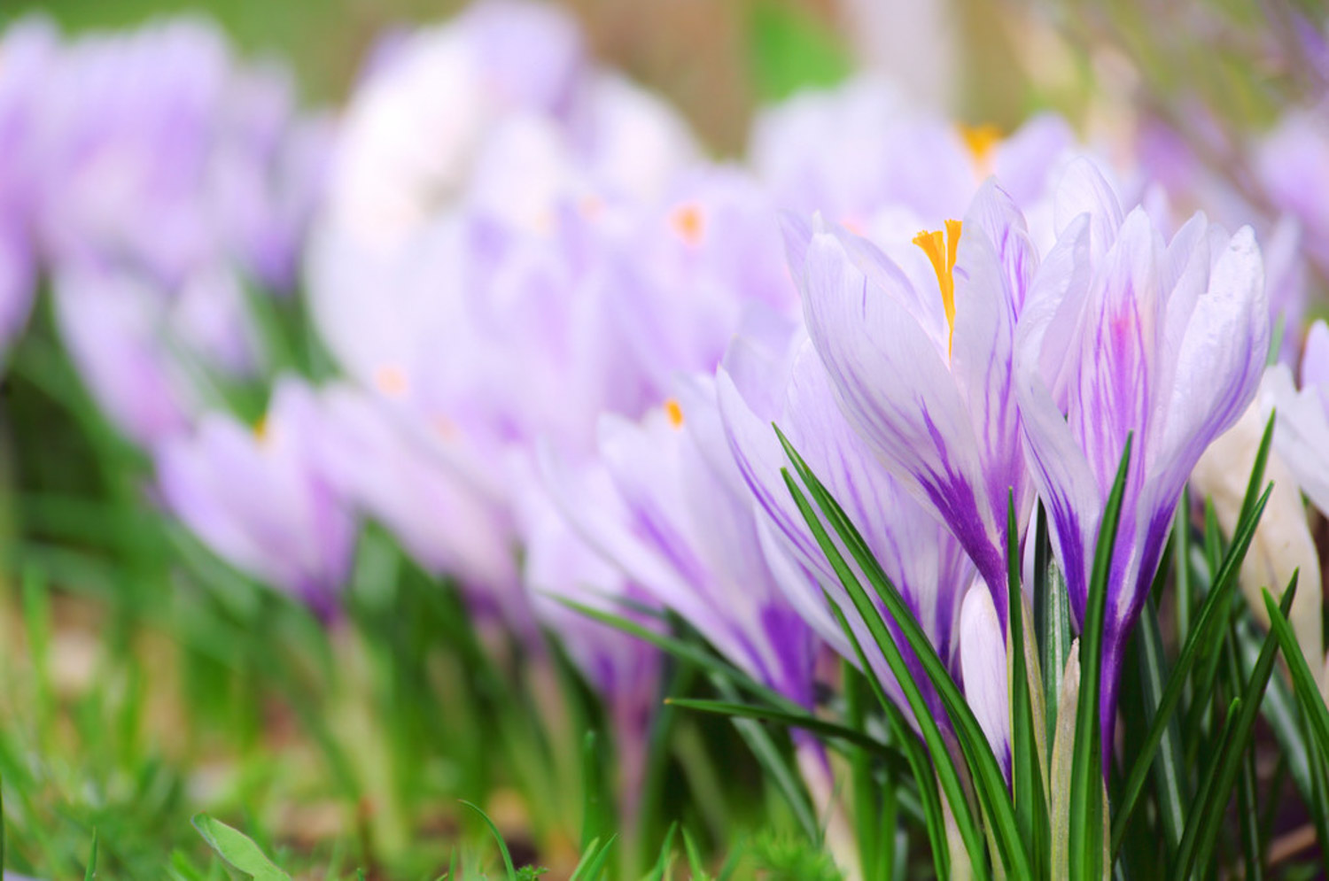 crocus sativus