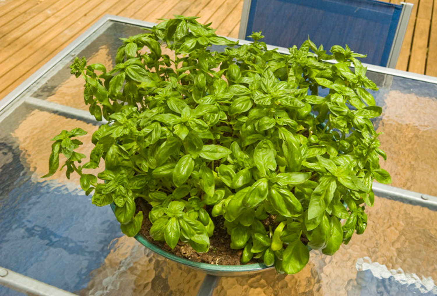 sweet basil