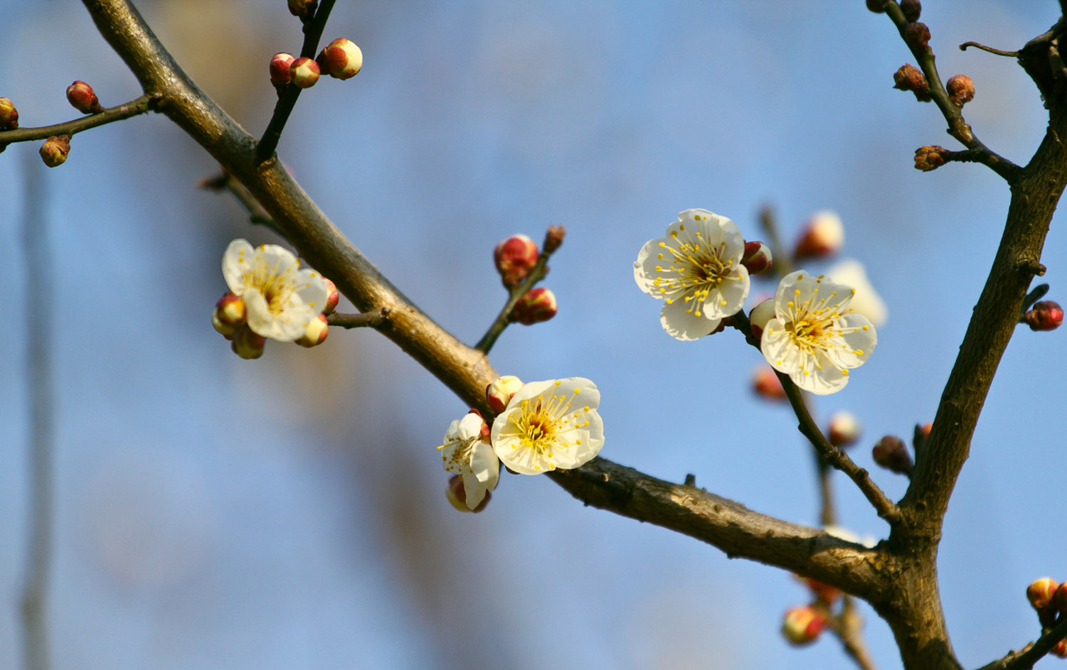 Plum blossom