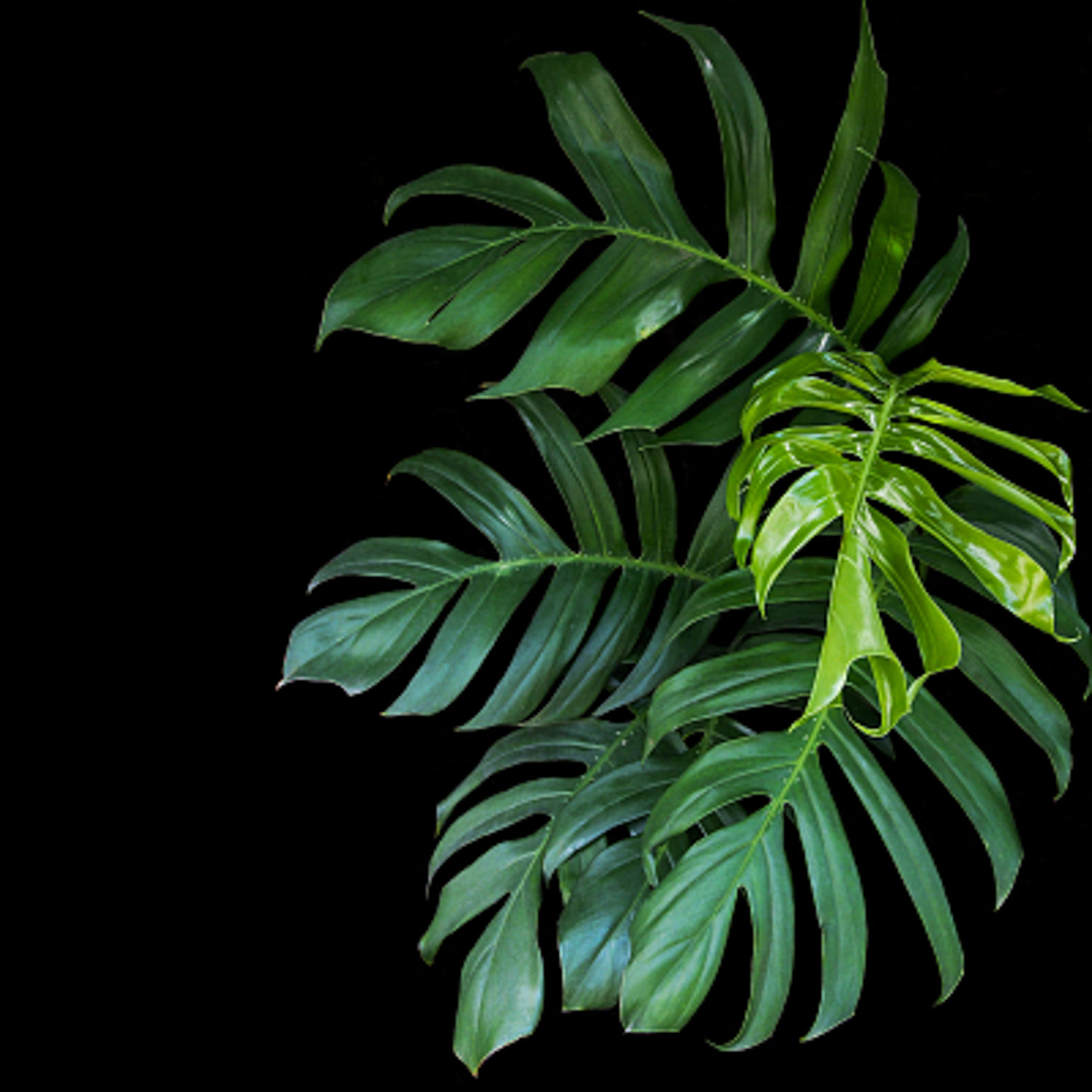 Phyllostachys pubescens