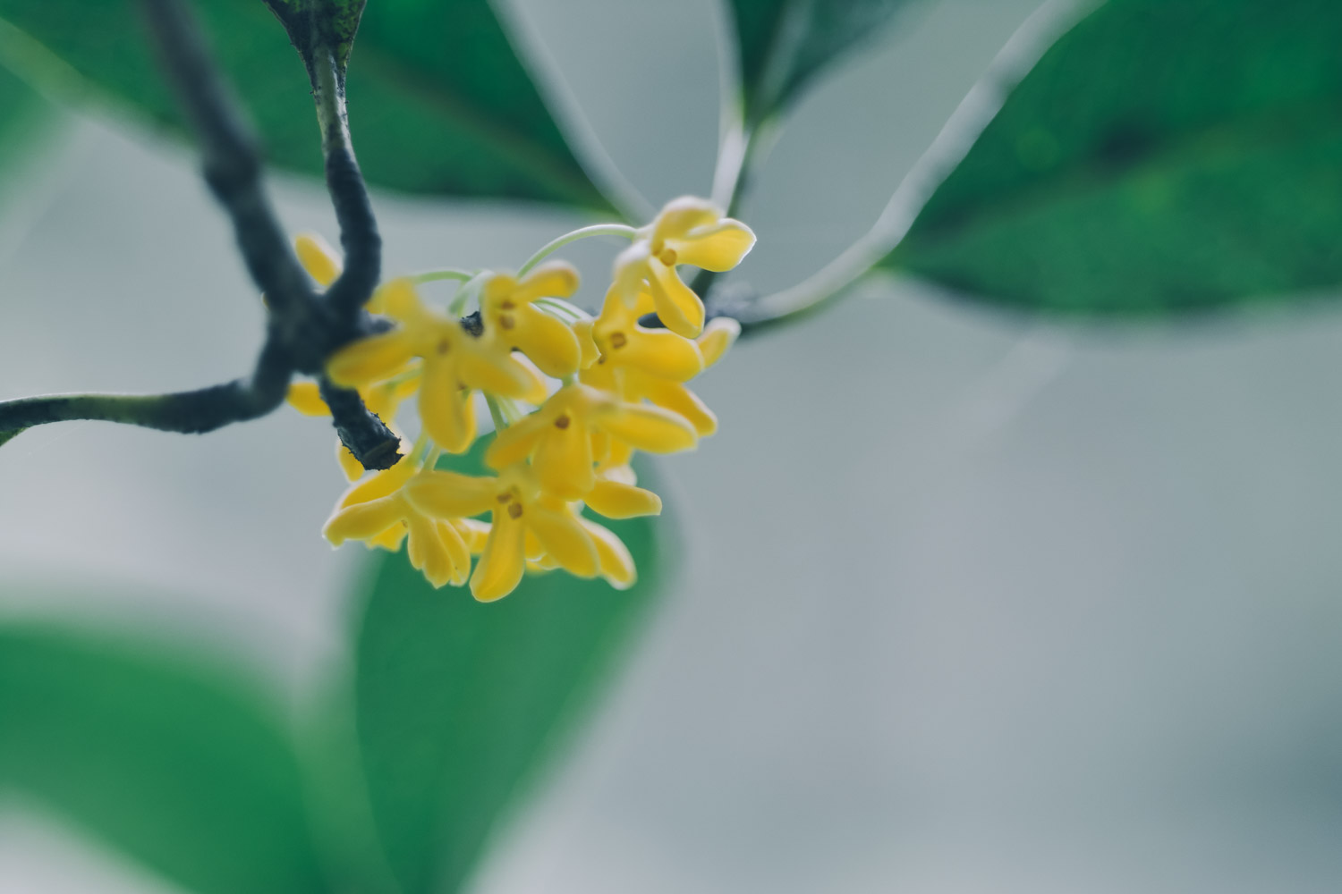 sweet-scented osmanthus