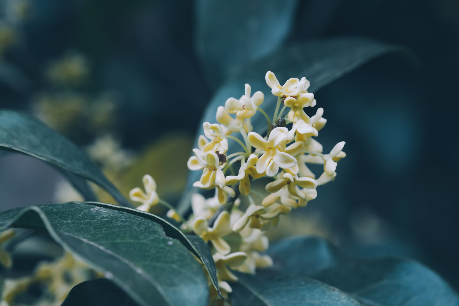 sweet-scented osmanthus