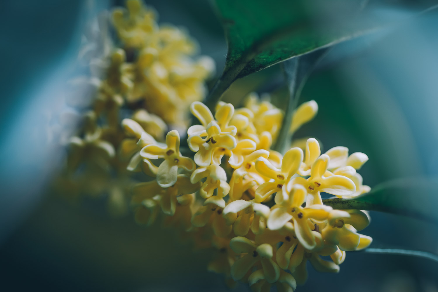 sweet-scented osmanthus