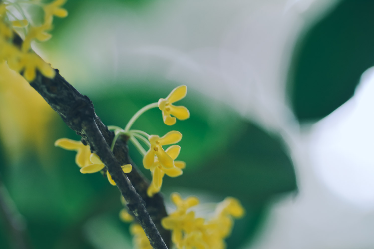 sweet-scented osmanthus