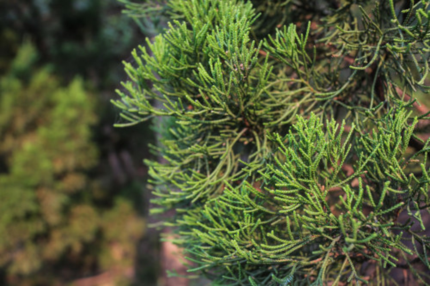 Procumbent juniper