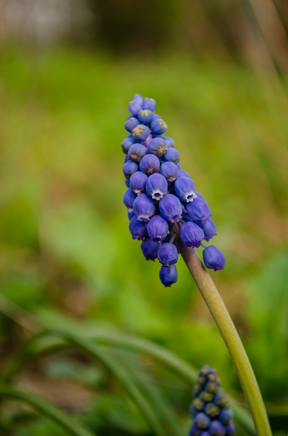 Muscari