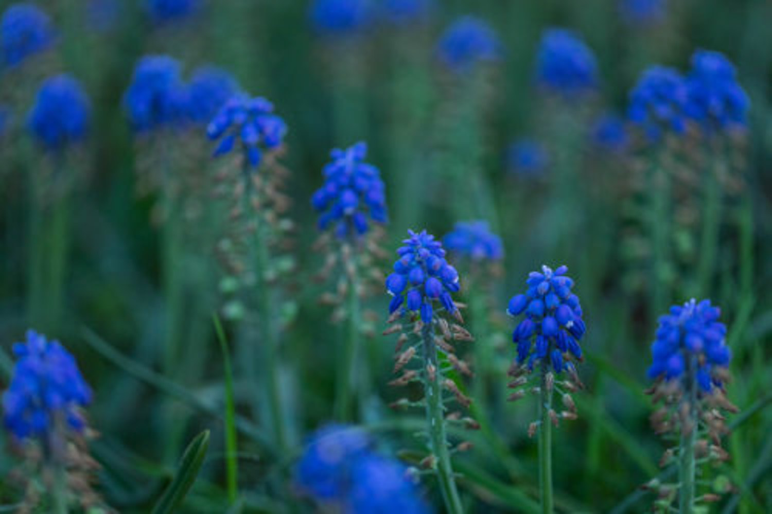 Muscari