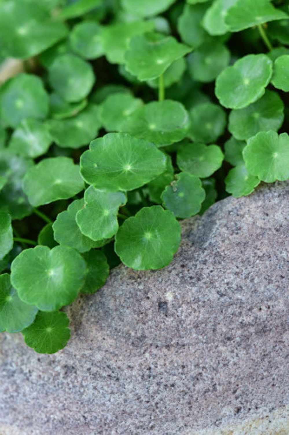 HYDROCOTYLE