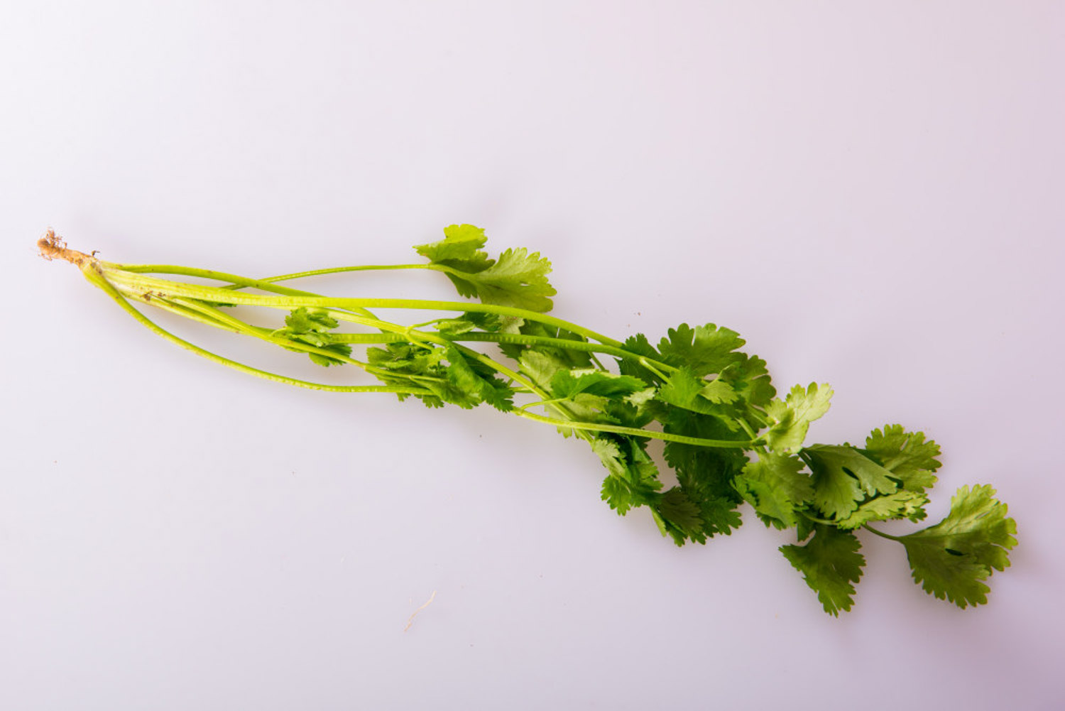 coriander