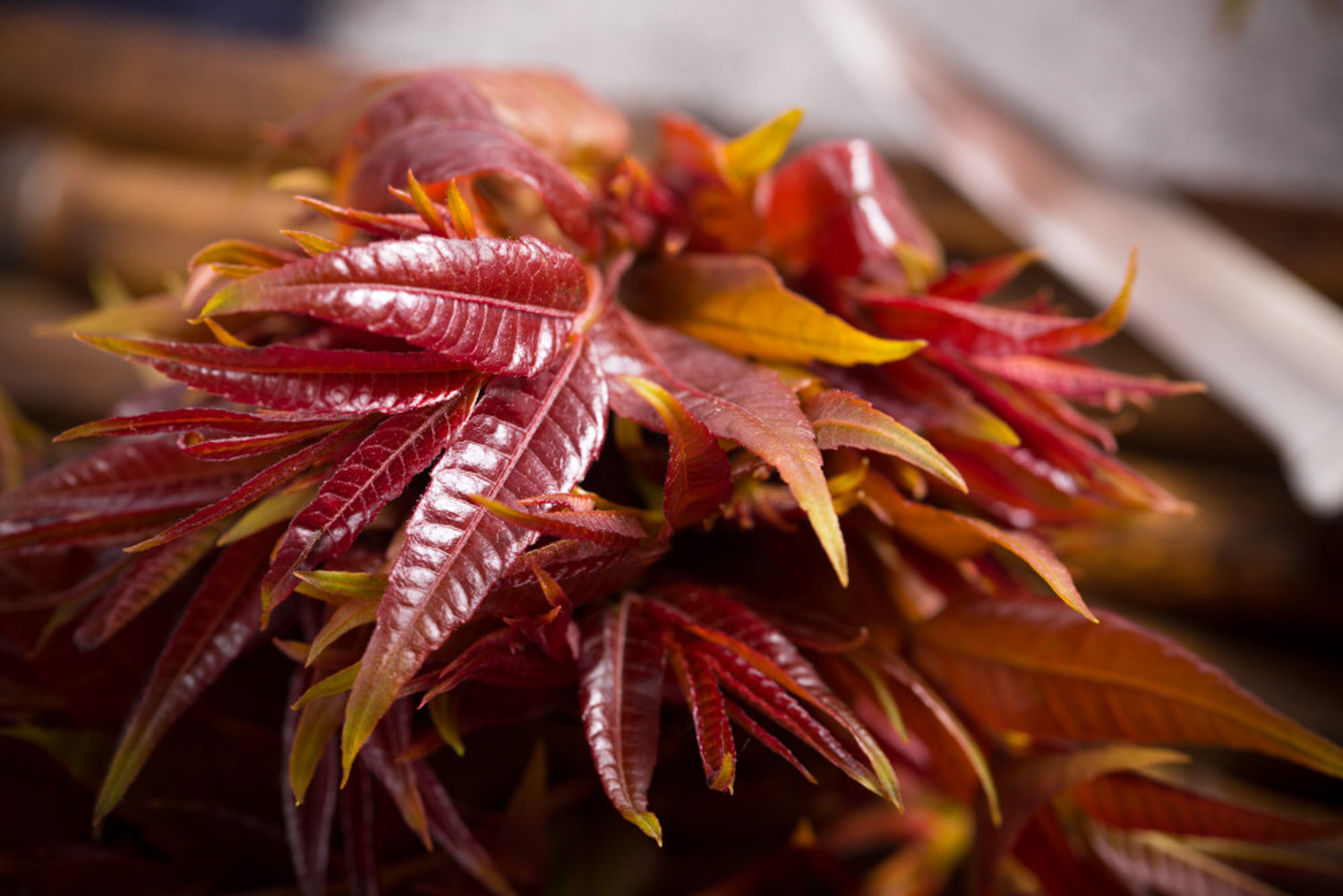 Toona sinensis