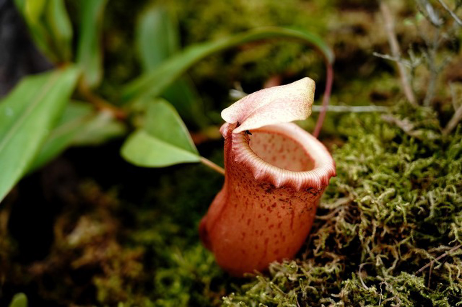 Nepenthes