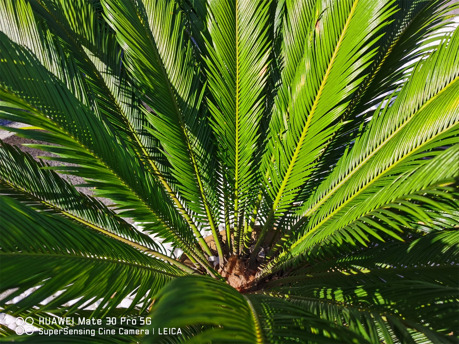 Cycas