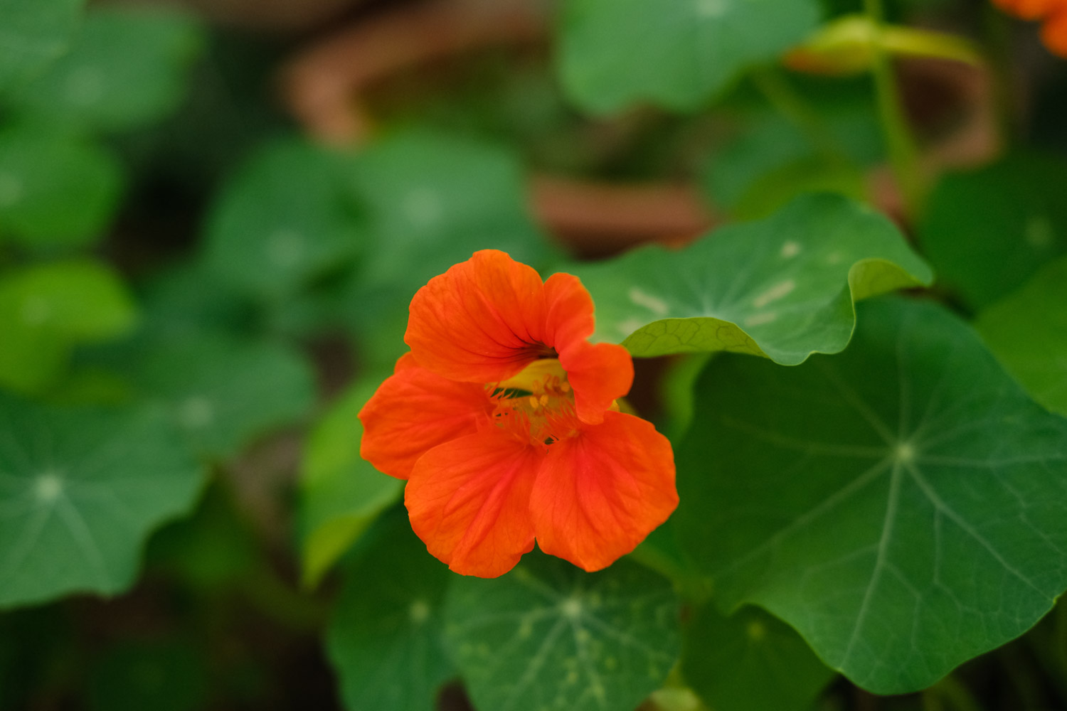 garden nasturtium