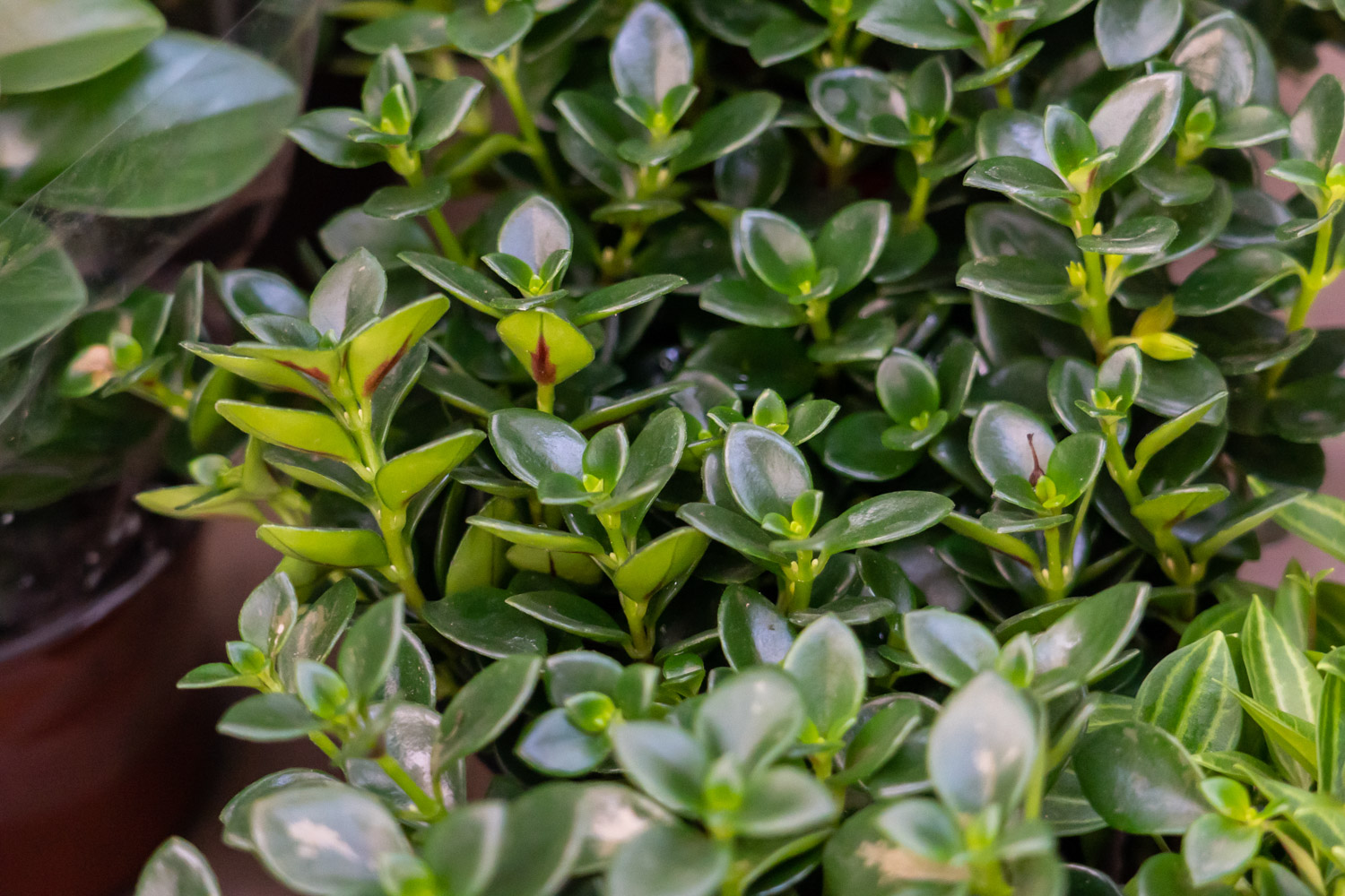 Goldfish Chlorophytum