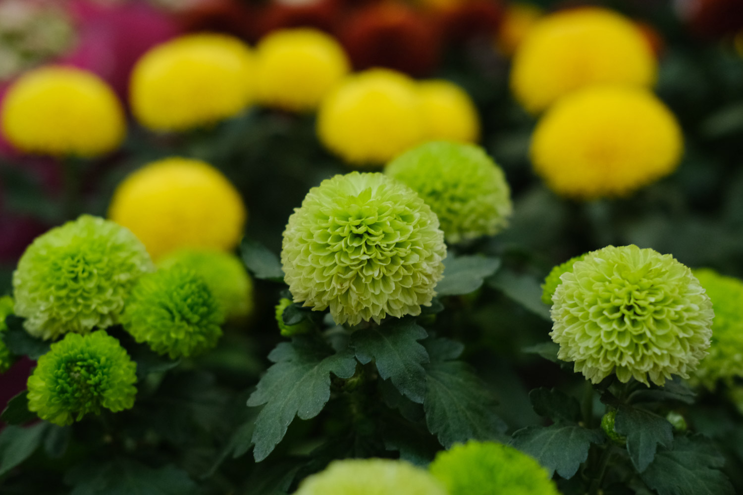 Ping Pong Chrysanthemum