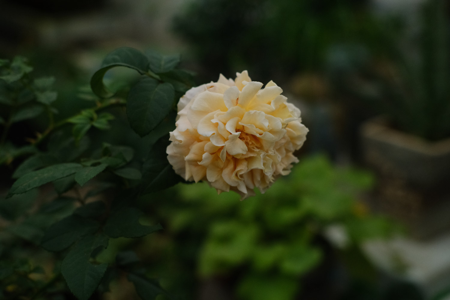 chinese rose