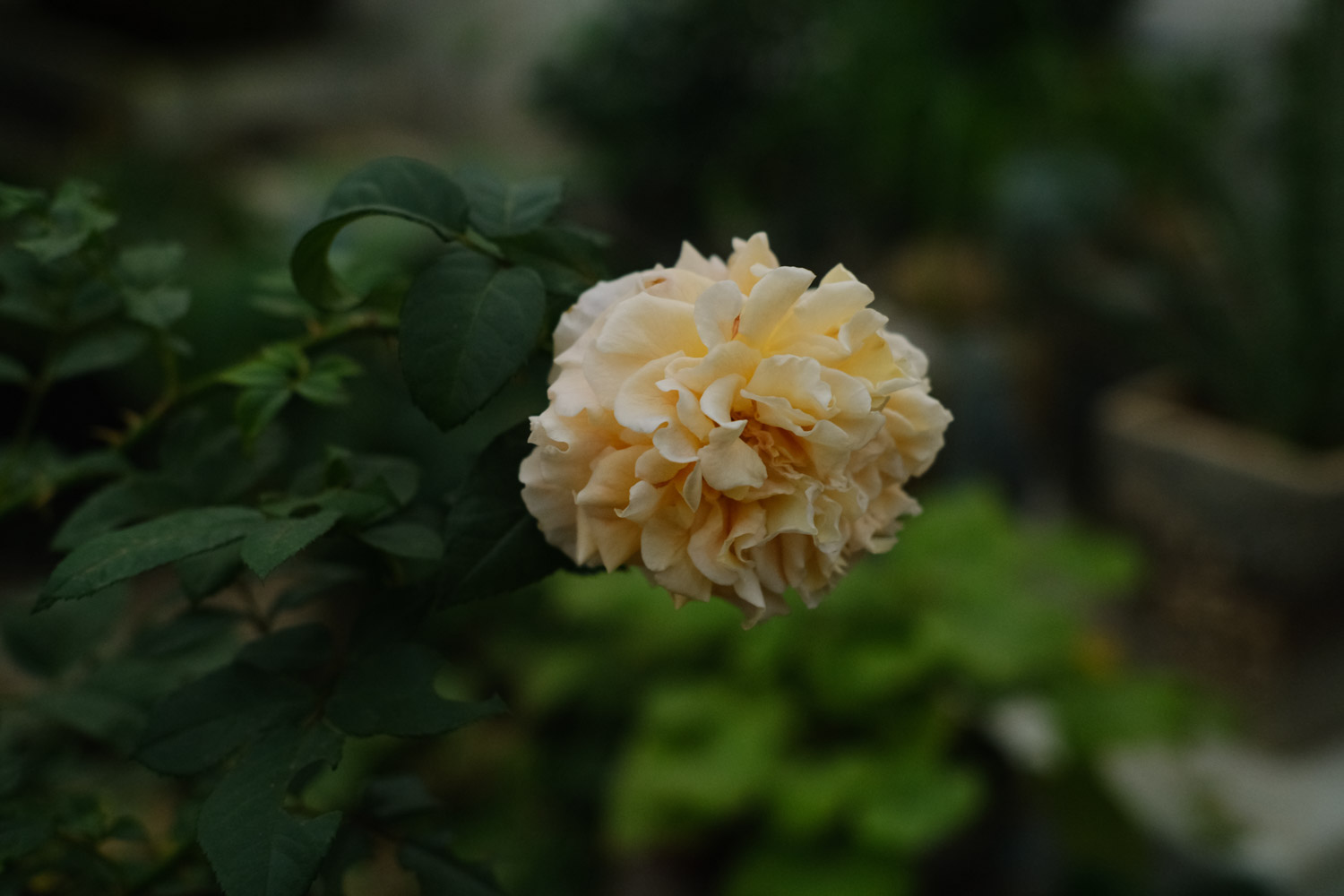 chinese rose