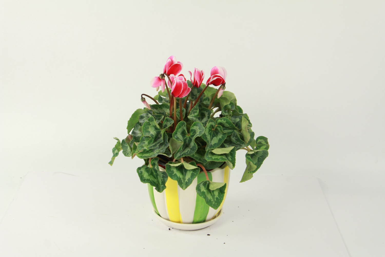 Cyclamen