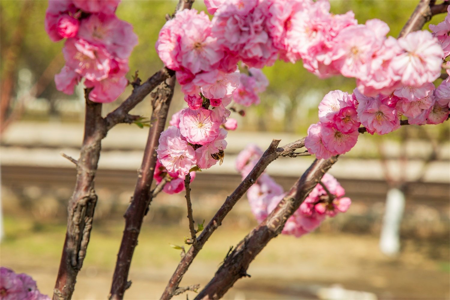 flowering plum