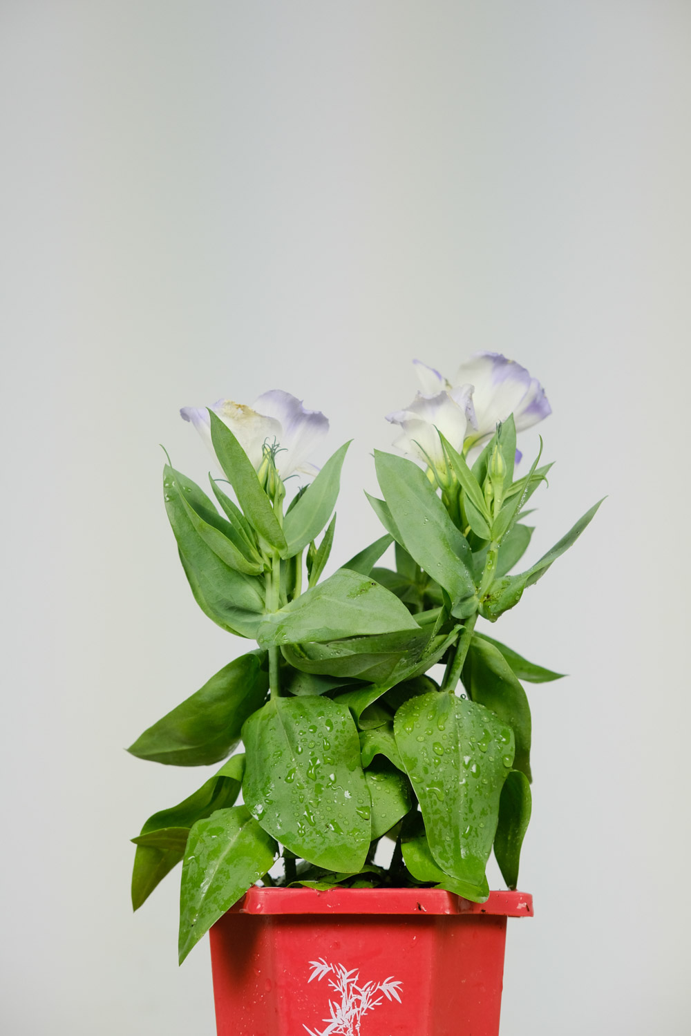 Eustoma grandiflorum