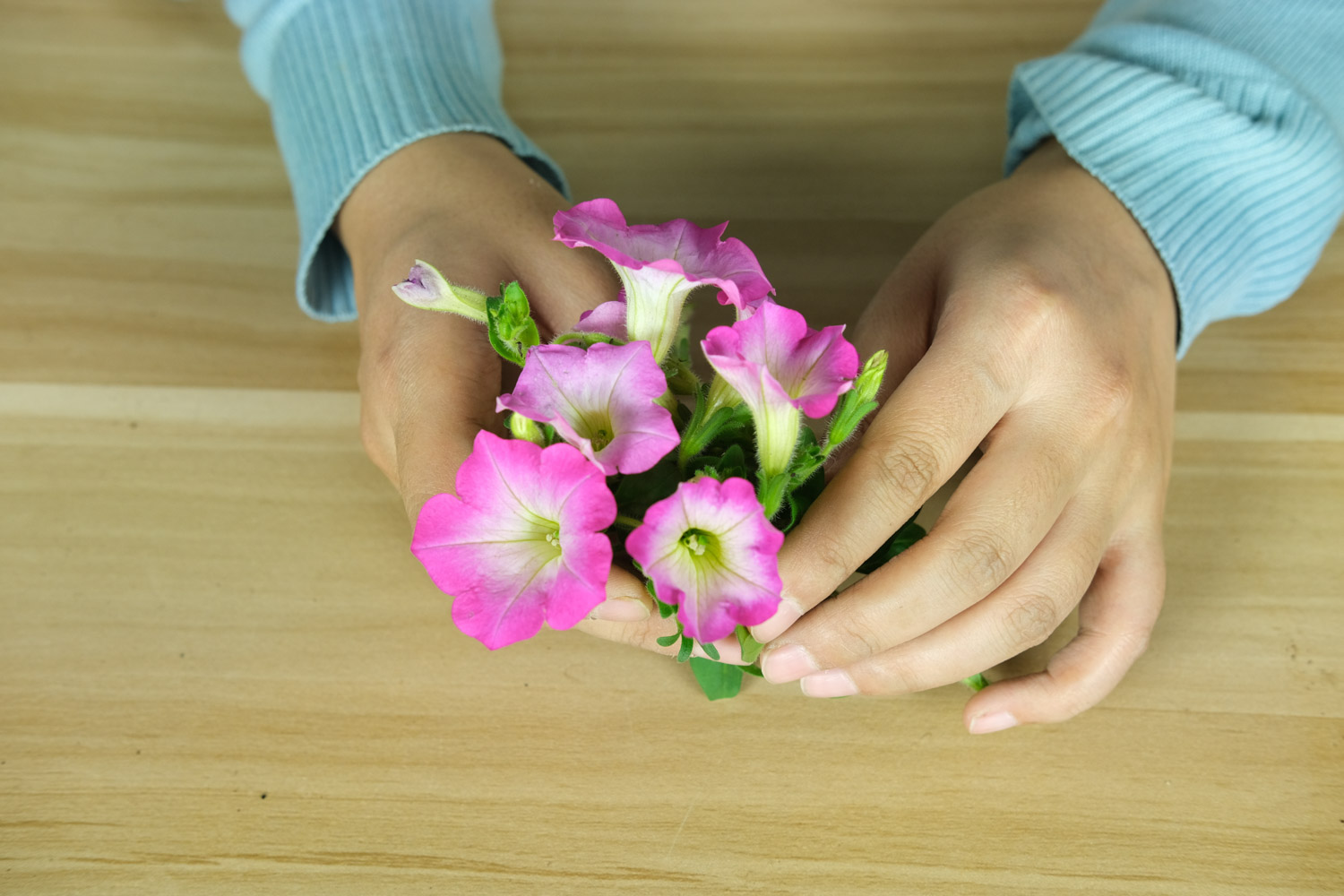 Petunia hybrida